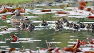 How to stop ducklings from falling through the cracks [upl. by Pillihpnhoj123]