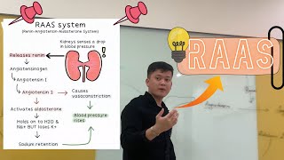 RAAS System  Renin Angiotensin Aldosterone sistemasi [upl. by Zielsdorf]