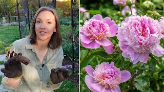 Peony Growing Guide How to Plant Grow Harvest Divide amp Transplant Peonies [upl. by Nettle]