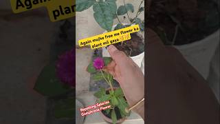 Repotting My Splorias Gomphrena Flower plant in plastic pot repotting gomphrena flowerplant [upl. by Melmon]