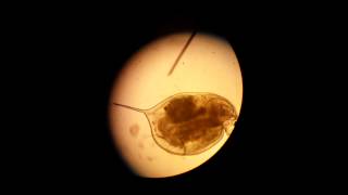 Daphnia pulex Under a Microscope [upl. by Gilleod913]