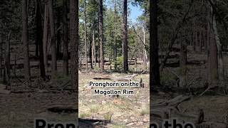 pronghorn on the Rim pronghorn antelope forest cool [upl. by Fassold]