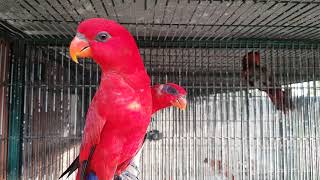 Beautiful red lorikeet talking breeder pair parrot [upl. by Masao]