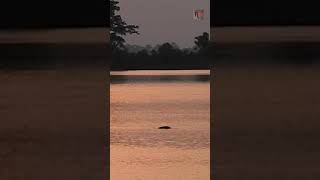 Ganges River Dolphin  Fresh Water Dolphin shorts viral [upl. by Debi296]