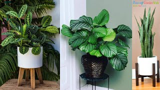 10 Plants that Grow Without Sunlight  Best Indoor Plants  Houseplants [upl. by Burg]