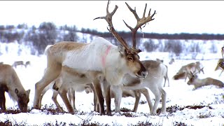 Norway The Twilignt of the Reindeer [upl. by Adrea]