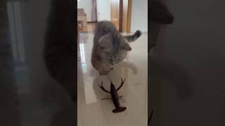 Try Not to Laugh Awesome Funny Pets pets funnypets funny funnyanimals trynottolaugh [upl. by Arras313]