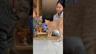 My Cats Hilarious Angry Moments You Wont Believe This cat cat catlover youtubeshorts [upl. by Phi]