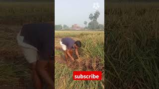 Amazing Paddy cutting rice paddy shorts [upl. by Fernand]