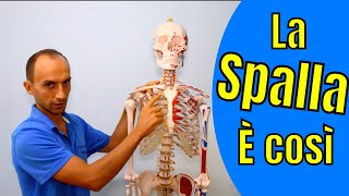 Anatomia della Spalla Ossa e Articolazioni Spiegata su Scheletro [upl. by Eerahs818]