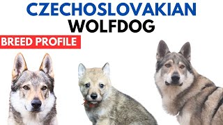 Czechoslovakian Wolfdog Breed Profile History  Price  Traits Czechoslovakian Vlcak Grooming Needs [upl. by Otnas260]