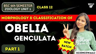 Introduction of OBELIA  OBELIA genculata  Protozoa to Coelentrate  BSc 5th Semester ZOOLOGY [upl. by Dolhenty952]