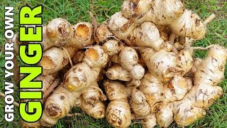 How to Grow GINGER In Beds Containers amp Different Climates [upl. by Leaj]