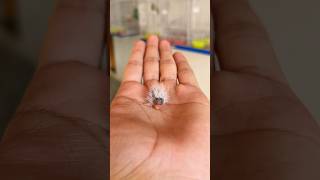 Incubator waly egg se chick nikal aya [upl. by Alakim227]