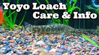 Yoyo Loach Care amp Information  Almora Loach  Pakistani Loach  Botia almorhae [upl. by Llednahc]