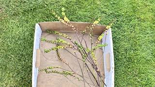 Crocosmia  Removing Seed Heads  August 26 [upl. by Petua]