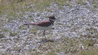 Baby Killdeer [upl. by Weiser397]