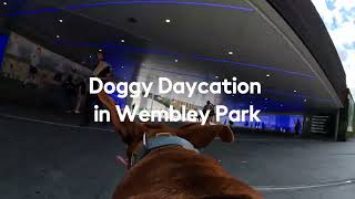 Doggy Daycation  Best Dog Parks In London  Wembley Park  gopro [upl. by Bagger]