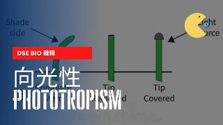 DSE Bio雞精 向光性  Phototropism [upl. by Artinak]