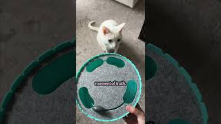 Best Interactive Toy for Bored Cats  The Pack [upl. by Keene]