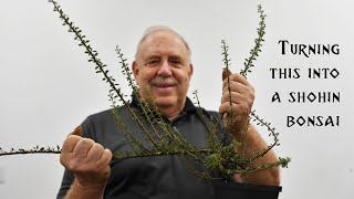 This Long Gangly Cotoneaster Becomes the Ideal Shohin Bonsai [upl. by Obediah]