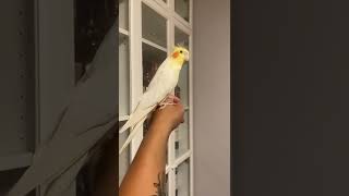 Cockatiel singing opera Libiamo ne lieti calici [upl. by Angus646]