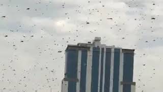 Swarms of locusts darken sky over Bahrain as they threaten crops  ABC News [upl. by Colburn]