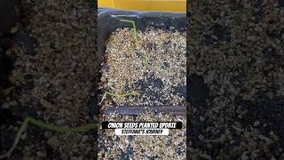 Onion Seeds Planted Update  Urban Garden  Zone 8A GA  Steffanie’s Journey [upl. by Ahsitauq298]