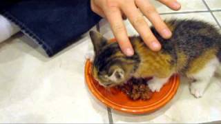 Kitten VERY Protective of her Food [upl. by Clem]