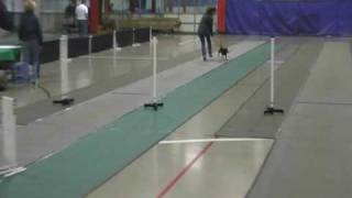 Staffy Bull puppy in Flyball trainingavi [upl. by Htiel241]