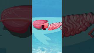 Whale Vomit Can Make You Rich facts whales sciencefacts nature science sea [upl. by Laurinda246]