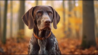 German Shorthaired Pointer An Overview of their Temperament [upl. by Asirralc]