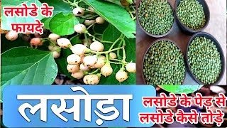 Lasoda ke fayde or upyog  लसोडे का पेड़  लेसवेलसोडे के फायदे एवं प्रयोग  लसोडे का स्वादिष्ट आचार [upl. by Eanahs592]