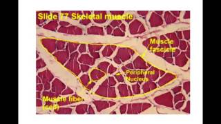 muscle histology [upl. by Viviana]