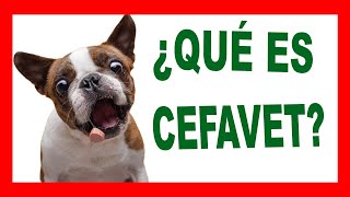 CEFAVET Cefalexina Veterinaria [upl. by Cedell]