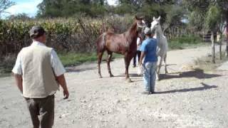 LA MAKILA DE ESTE CABALLO SE VENDE EN 300000 PESOS [upl. by Walley]