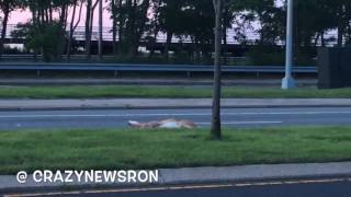 Deer Brutally Hit by CAR [upl. by Annahpos]