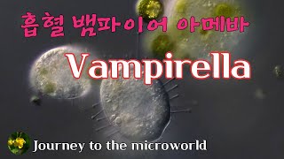 Vampyrella 뱀파이어 아메바 [upl. by Avaria]