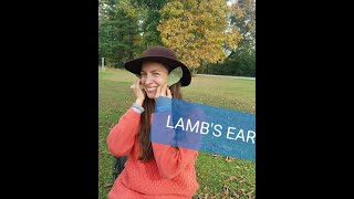 Lambs Ear Plant Uses for Bandages and Toliet Paper 🌱🌱 Stachys byzantina Off Grid [upl. by Enitsyrhc]