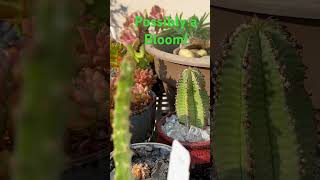 Selenicereus Grandifloruscactus succulent flowers plants garden beautiful bloom [upl. by Abehsile]