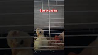 Sprout our special needs chicken update chicken special wryneck [upl. by Nemzaj]