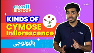 What is Cymose Inflorescence Uniparous Biparous amp Multiparous  Class 11 Botany I Sindh [upl. by Nayrda]