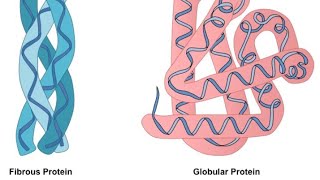 DIFFERENCE BETWEEN FIBROUS amp GLOBULAR PROTEINSTYPES OF PROTEIN IN EASIEST WAY [upl. by Dualc846]