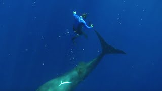 Swimming with Sperm Whales  Super Giant Animals  BBC Earth [upl. by Bathsheba]