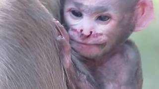 Injured Newborn Baby Langur monkey [upl. by Rikahs]