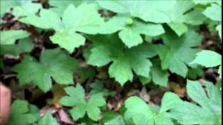 How to Harvest Goldenseal Sustainably [upl. by Derina849]