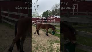 Try This Trick on Pawing Horses [upl. by Teddman396]