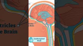 Basics of Human Brain medical brain [upl. by Thorbert]