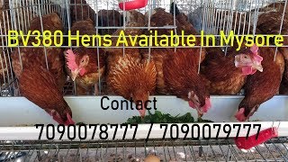 Krushi Farms Karnataka  BV380 Hens In Mysore  Country Chicken [upl. by Ephrayim]