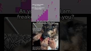 I’m freaked out‼️😳 Don’t watch‼️dog doggo dogshorts germanshepherd gsd opticalillusion dogs [upl. by Corey]